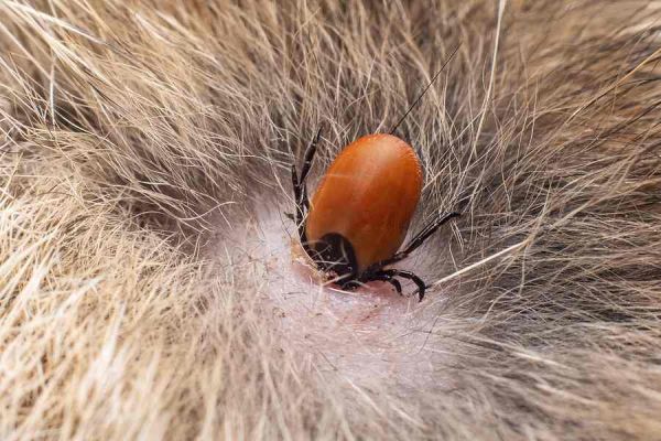 Vorbeugende Maßnahme gegen Flöhe bei Katzen und Hunden