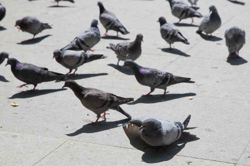 Tauben im Balkon bekämpfen