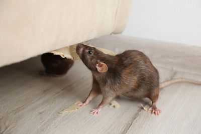 Mäuse im Haus bekämpfen