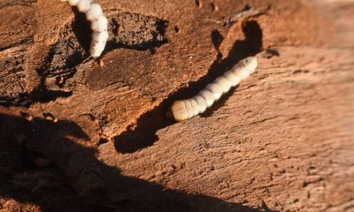 Vorbeugende Ma nahmen Gegen Holzwurm 24h Sch dlingsbek mpfung vorbeugende-ma-nahmen-gegen-holzwurm-24h-sch-dlingsbek-mpfung