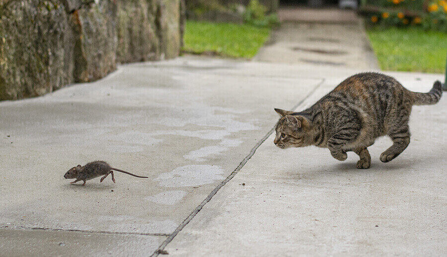 Katzen vertreiben Mäuse aus Ihrer Wohnung